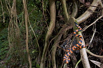 Bismarck Ringed Python (Liasis boa) juvenile in rainforest, New Britain, Papua New Guinea