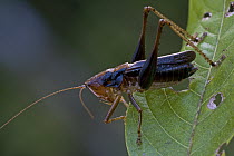 Katydid (Axylus sp), newly discovered species, New Britain, Papua New Guinea