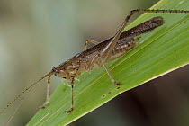 Katydid (Trichophallus tricuspis), newly discovered species, New Britain, Papua New Guinea