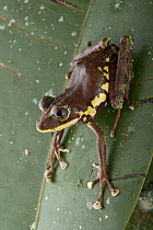 Ground Frog (Platymantis sp), newly discovered species, Nakanai Mountains, New Britain, Papua New Guinea