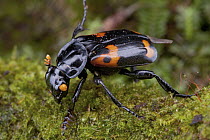 Sexton Beetle (Nicrophorus sp) with aposematic coloration, Nakanai Mountains, New Britain, Papua New Guinea