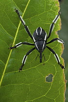 Spider Weevil (Arachnobas granulpennis), Nakanai Mountains, New Britain, Papua New Guinea