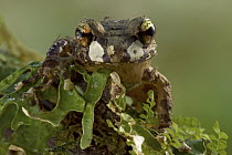 Ground Frog (Platymantis nakanaiorum), Nakanai Mountains, New Britain, Papua New Guinea