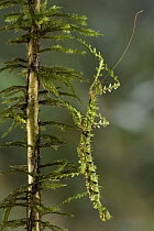 Stick Insect (Oreophasma sp), Nakanai Mountains, New Britain, Papua New Guinea