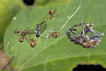 Comb Footed Spider (Achaearanea wau) group working together to subdue insect prey, Mount Gahavisuka Provincial Park, Papua New Guinea
