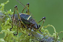 Gressitt's Moss Katydid (Gressittiella castaneopicta), Mount Gahavisuka Provincial Park, Papua New Guinea