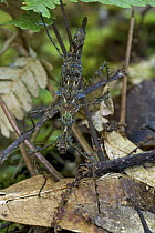 Walking Stick (Pericentropsis sp), Mount Gahavisuka Provincial Park, Papua New Guinea