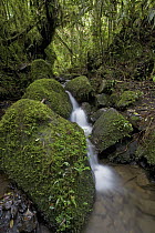 Spikemoss (Selaginella sp) covering boulders along creek in rainforest, Mount Gahavisuka Provincial Park, Papua New Guinea