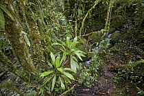 Epiphytes in rainforest, Mount Gahavisuka Provincial Park, Papua New Guinea