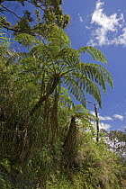 Treefern (Cyathea sp), Mount Gahavisuka Provincial Park, Papua New Guinea