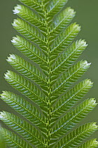 Spikemoss (Selaginella sp) leaf, New Britain, Papua New Guinea