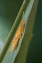 Tessaratomid (Tessaratomidae) nymph, New Britain, Papua New Guinea