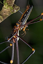 Giant Wood Spider (Nephila maculata) male and much larger female mating, New Britain, Papua New Guinea