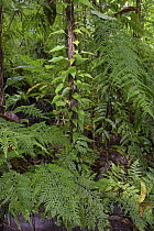 Dense fern cover in undergrowth of lowland rainforest, New Britain, Papua New Guinea
