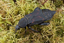 Burying Beetle (Diamesus osculans), Muller Range, Papua New Guinea