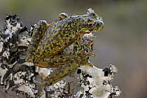 Beck's Tree Frog (Litoria becki), Muller Range, Papua New Guinea