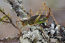 Katydid (Tettigoniidae), newly discovered species, Muller Range, Papua New Guinea