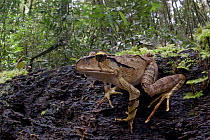 Australian Ground Frog (Lechriodus aganoposis) in rainforest, Muller Range, Papua New Guinea