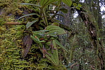 Australasian Tree Frog (Litoria sp) camouflaged in rainforest, Muller Range, Papua New Guinea