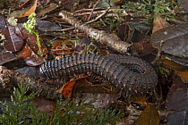 Millipede (Acanthiulus sp), Muller Range, Papua New Guinea