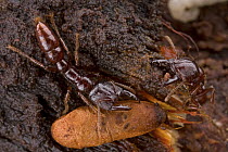 Dracula Ant (Amblyopone sp) pair, Muller Range, Papua New Guinea