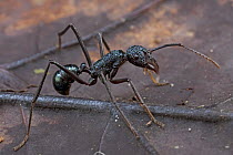 Metalic Ant (Rhytidoponera sp), Muller Range, Papua New Guinea