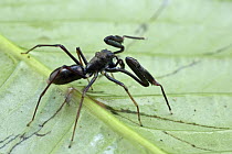 Jumping Spider (Diolenius sp), Muller Range, Papua New Guinea