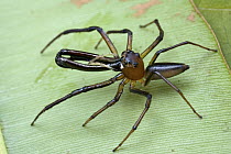 Jumping Spider (Bathippus sp), Muller Range, Papua New Guinea