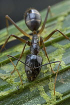 Carpenter Ant (Camponotus sp), Muller Range, Papua New Guinea