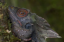 Indonesian Forest Dragon (Hypsilurus dilophus), Muller Range, Papua New Guinea