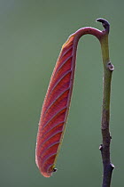 Young leaf still devoid of chlorophyl, Muller Range, Papua New Guinea