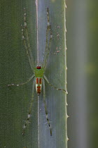 Fishing Spider (Pisauridae), Muller Range, Papua New Guinea