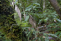 Modest Forest Dragon (Hypsilurus modestus) in rainforest, Muller Range, Papua New Guinea