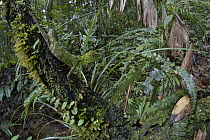 Modest Forest Dragon (Hypsilurus modestus) in rainforest, Muller Range, Papua New Guinea
