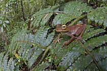 Australasian Tree Frog (Litoria sp) in rainforest, newly discovered species, Muller Range, Papua New Guinea