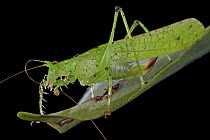 Katydid (Teuthroides sp) cleaning antenna, newly discovered species, Muller Range, Papua New Guinea