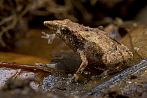 Microhylid Frog (Choerophryne sp), newly discovered species, Muller Range, Papua New Guinea