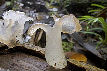 Translucent fungus in rainforest, Muller Range, Papua New Guinea