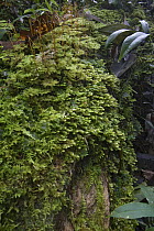 Moss on tree trunk in rainforest, Muller Range, Papua New Guinea