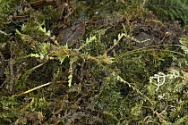 Walking Stick (Pericentropsis sp) camouflaged on moss, Muller Range, Papua New Guinea