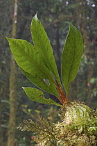 Ant Plant (Hydnophytum sp) new growth, Muller Range, Papua New Guinea