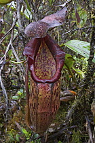 Pitcher Plant (Nepenthes mirabilis) pitcher, Muller Range, Papua New Guinea