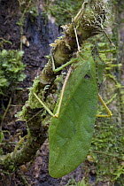 Katydid (Sasima sp), Muller Range, Papua New Guinea