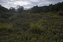 High elevation fern meadow, Muller Range, Papua New Guinea