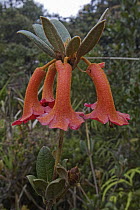 Rhododendron (Rhododendron sp) flowers, Muller Range, Papua New Guinea