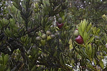 Podocarp (Podocarpus brassii) with arils, Muller Range, Papua New Guinea