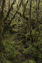 Dense moss cover in undergrowth, Muller Range, Papua New Guinea