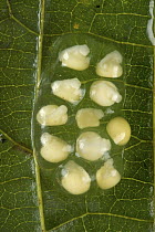 Microhylid Frog (Oreophryne sp) eggs of newly discovered species, Muller Range, Papua New Guinea