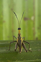 Grasshopper (Ophiotettix sp), Muller Range, Papua New Guinea
