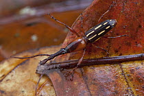 Straight Snout Weevil (Brentidae), Muller Range, Papua New Guinea